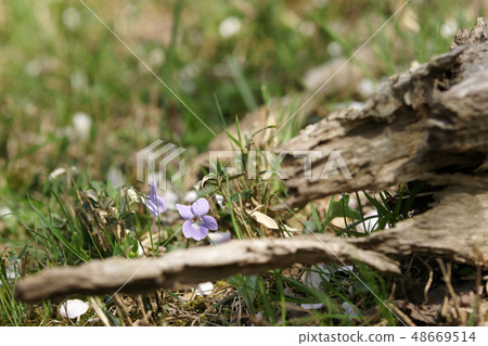 Tottori Walk for the Four Seasons Spring Funaoka Tensan Mountain Tottori Walk for the Four Seasons Spring Funaoka Tensan Mountain 48669514