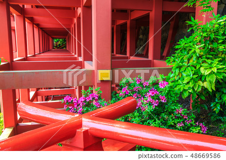 Fresh green Yutoku Inari Shrine [Kashima City, Saga Prefecture] 48669586