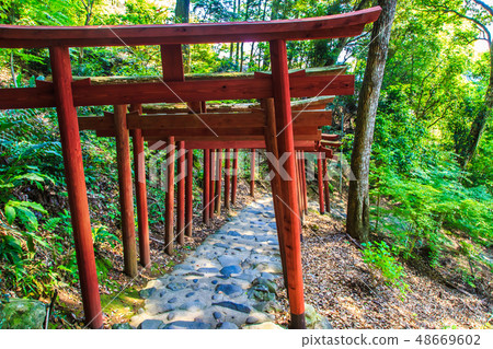 Fresh green Yutoku Inari Shrine [Kashima City, Saga Prefecture] 48669602