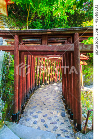 Fresh green Yutoku Inari Shrine [Kashima City, Saga Prefecture] 48669633