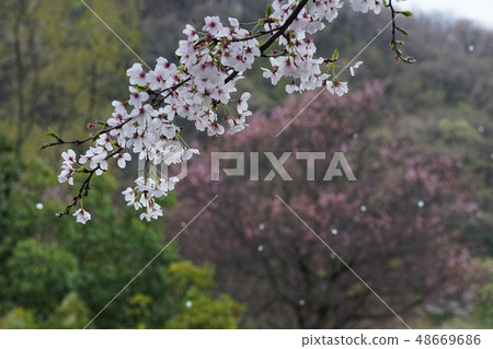 Cherry blossoms, the end of spring Cherry blossoms, the end of spring 48669686