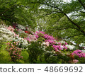 杜鵑花山 48669692