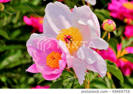 Beautiful Peony Flower 48669758