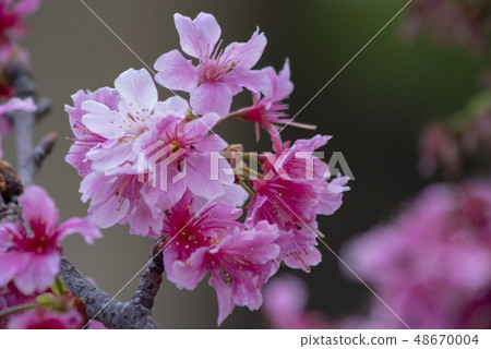 沖繩的櫻花（猩紅色的冷櫻花） 48670004