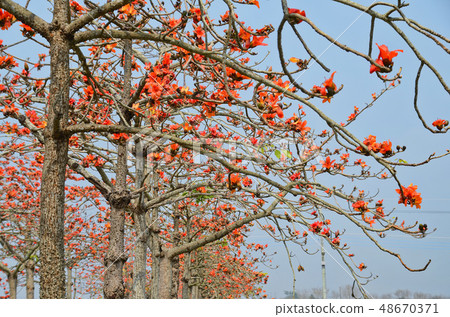 Kapok, Linchu, Kapok Road, Taiwan, Tainan, Kapok, Taiwan, Taiwan Silk cotton tree 48670371