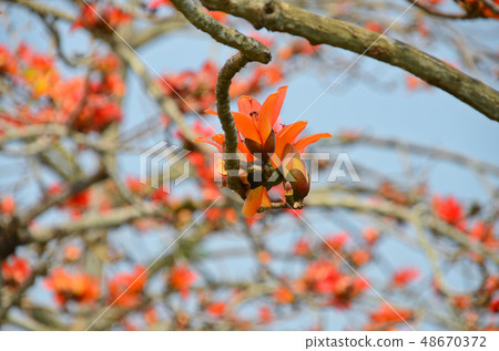 Kapok, Linchu, Kapok Road, Taiwan, Tainan, Kapok, Taiwan, Taiwan Silk cotton tree 48670372