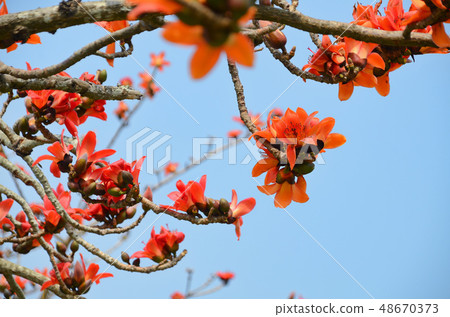 木棉花 林初埤木棉花道 台灣 台南 木棉 キワタ Taiwan Silk cotton tree 48670373