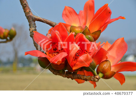 木棉花 林初埤木棉花道 台灣 台南 木棉 キワタ Taiwan Silk cotton tree 48670377