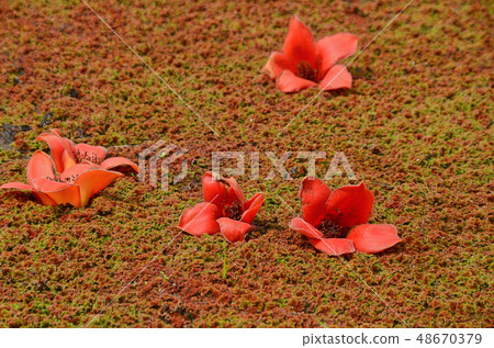 木棉花 林初埤木棉花道 台灣 台南 木棉 キワタ Taiwan Silk cotton tree 48670379