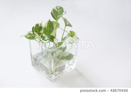 Plant golden ge 48670498