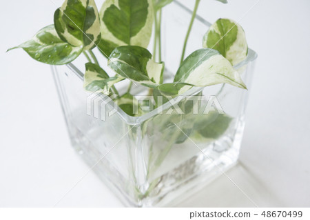 Plant golden ge 48670499