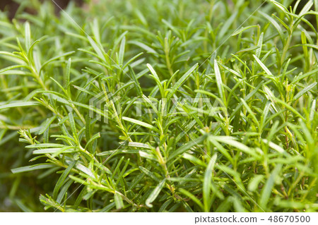 Rosemary, herb 48670500