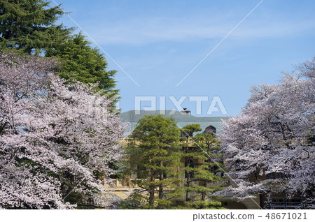 Cherry blossoms at Komaba Komaba park in Meguro-ku, Tokyo 48671021