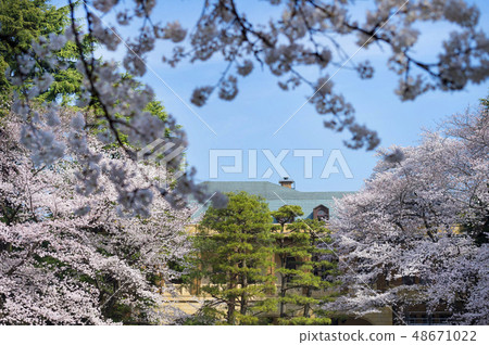Cherry blossoms at Komaba Komaba park in Meguro-ku, Tokyo Cherry blossoms at Komaba Komaba park in Meguro-ku, Tokyo 48671022