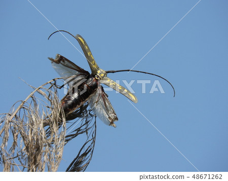 Shirozu Kamikiri（2017年6月夏天，愛知縣Owariasahi市） 48671262