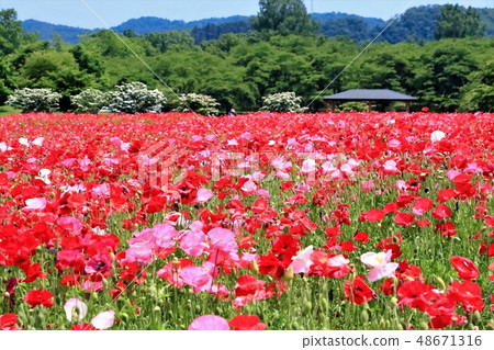 Poppy group Poppy group 48671316