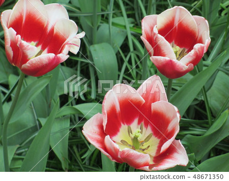 Red tulip 48671350