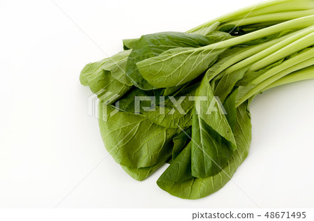 小松 小松 48671495