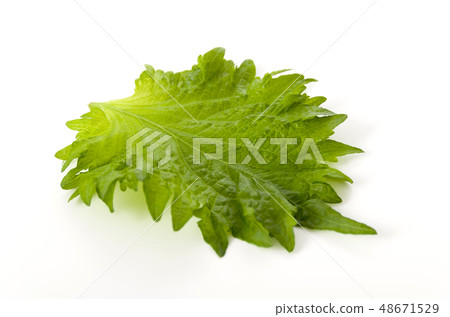 大葉子 大葉子 48671529