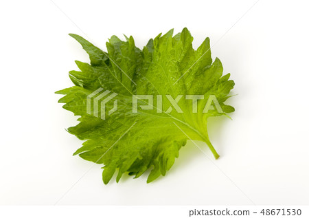 大葉子 大葉子 48671530