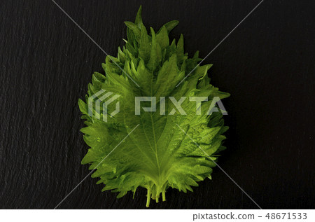 Macrophyll  48671533