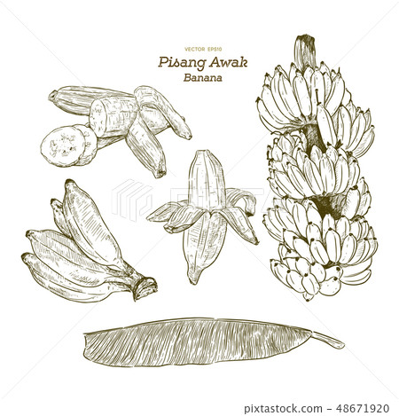 Set of Pisang Awak banana, hand draw sketch Set of Pisang Awak banana, hand draw sketch 48671920