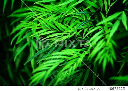 即使在深秋，Mahonia Confusa離開也很美麗 48672225