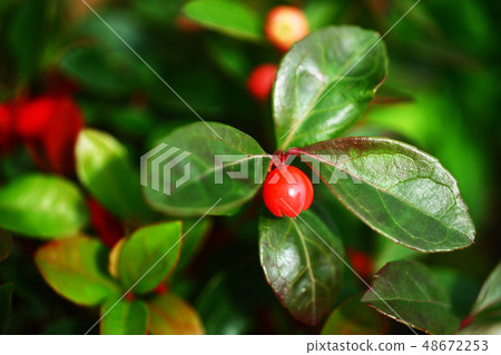 Checker berry red fruit 48672253