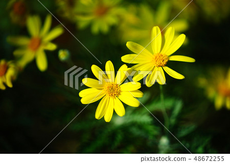 Lilyopus雛菊黃色花 48672255