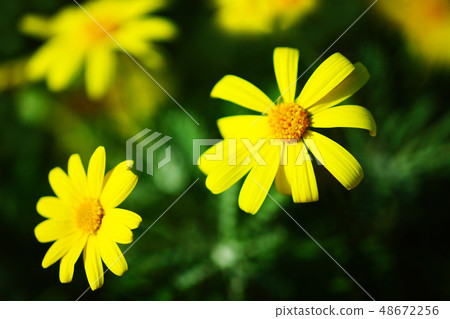 Lilyopus Daisy Yellow Flower Lilyopus Daisy Yellow Flower 48672256