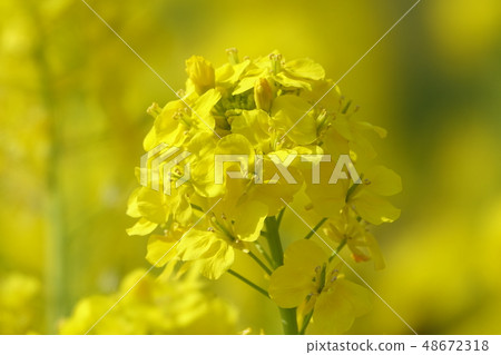 Rape blossoms 48672318