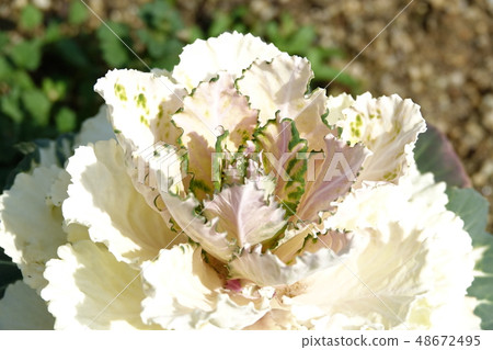 Hatton (leaf peony) 48672495