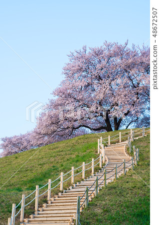 Cherry Blossom Cherry Blossom 48672507