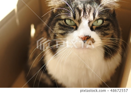 Crispy cat Crispy cat 48672557