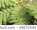蕨類 48672684