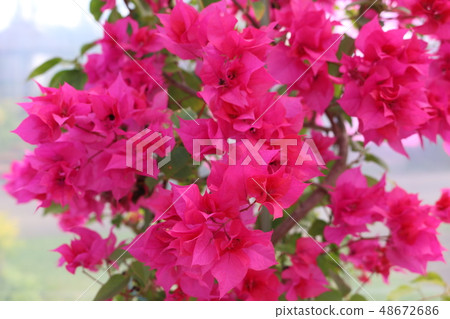 三角梅 三角梅 48672686