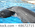 玩海豚 48672715