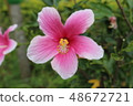 槿 48672721