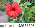 槿 48672726