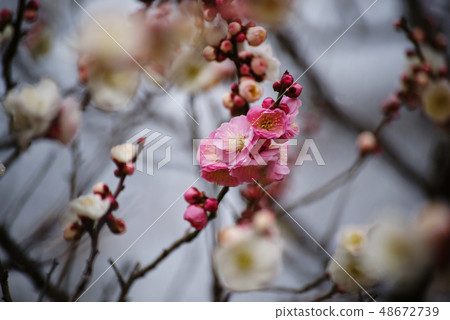 "Plum blossom" of Fujisawa City Ryugyoji 48672739