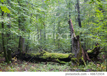 Big old hornbeam broken moss wrapped 48672934