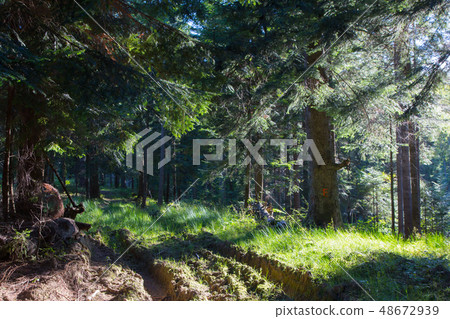 Summer sunrise in Bieszczady Mountain coniferous 48672939