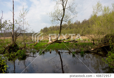 Flooded abandoned meadows in springtime Flooded abandoned meadows in springtime 48672957