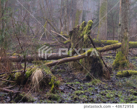 Early spring morning in forest with mist and Early spring morning in forest with mist and 48672958