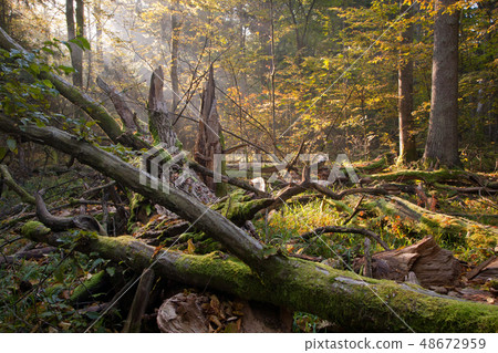 Old oak tree broken and sunbeams above Old oak tree broken and sunbeams above 48672959