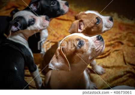 Nice amstaff puppy dog pets rusty red 48673061