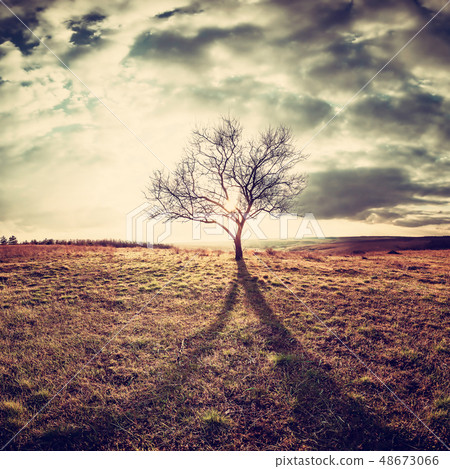 Lone tree in a field Lone tree in a field 48673066