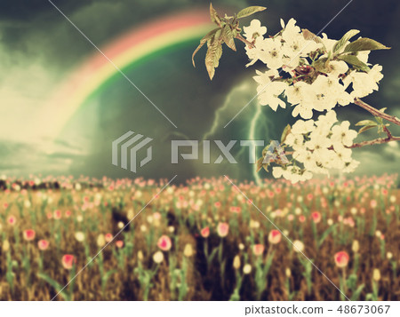 Cherry flowers and thunderstorm vintage Cherry flowers and thunderstorm vintage 48673067