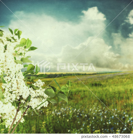 Flowering branch of white lilac vintage Flowering branch of white lilac vintage 48673068