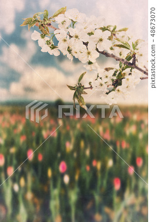 Cherry branch and field of tulips vintage Cherry branch and field of tulips vintage 48673070
